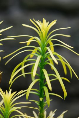 Cephallotaxus harringtonia 'Korean Gold' - hlavotis peckovitý - jehlice